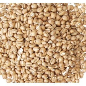 Torrified Wheat - Briess