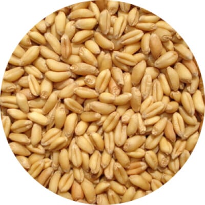Wheat Raw Unmalted - OIO