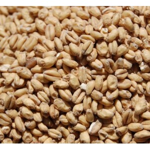 Wheat Malt - Canadian - OIO
