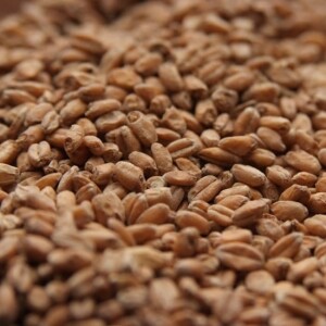 Red Wheat - Rahr Malting